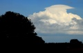Pileus_200707_ 016.jpg